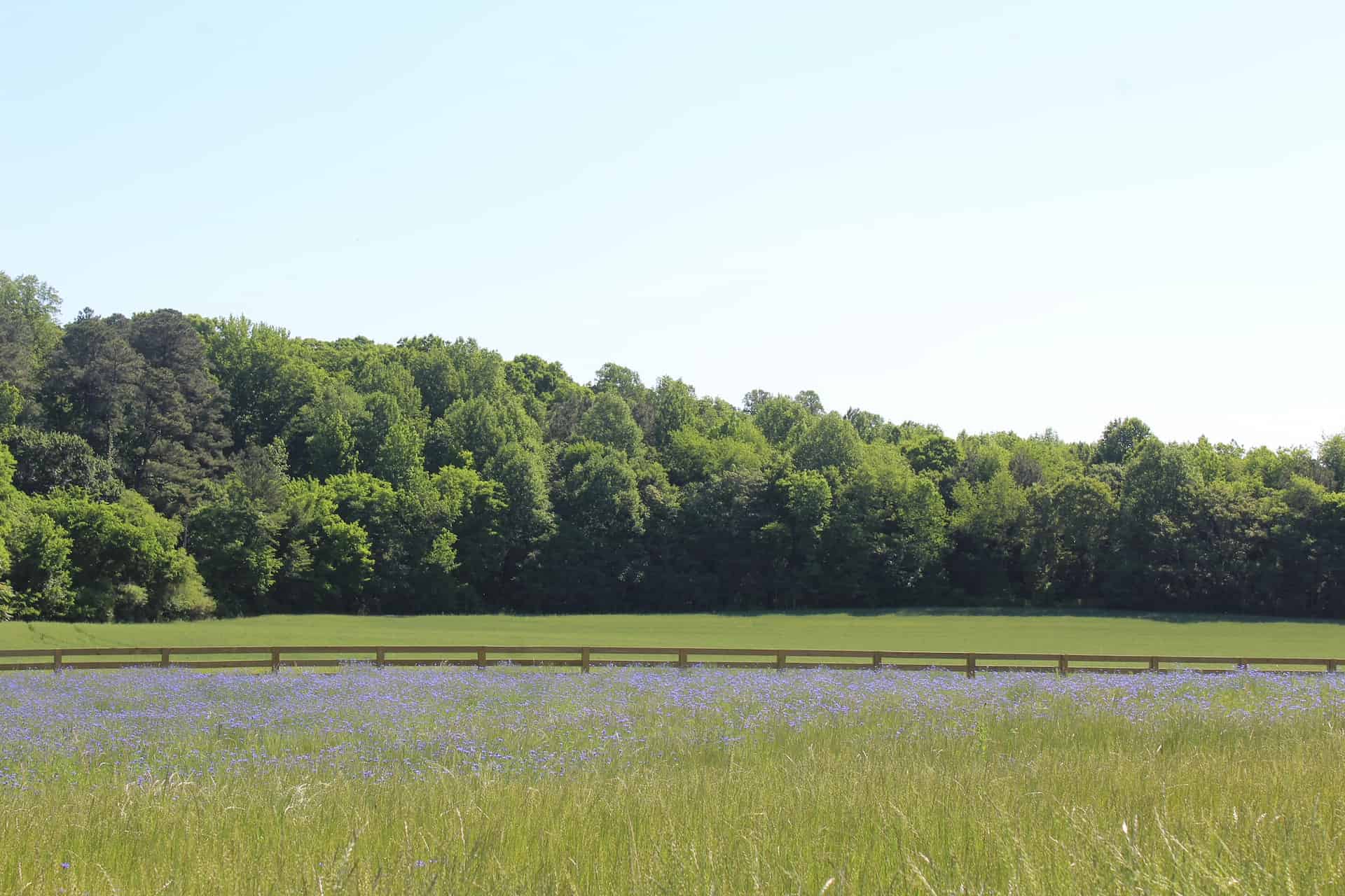 dogwood meadows